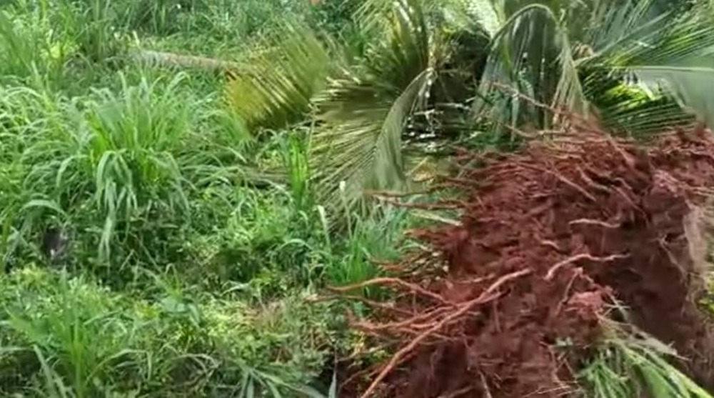 ರಾಮನಗರದಲ್ಲಿ ಹೆಚ್ಚಿದ ಕಾಡಾನೆ ಪುಂಡಾಟ