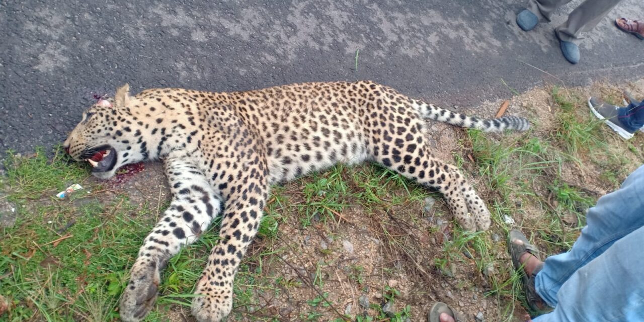 ಬೆಂಗಳೂರು- ಮೈಸೂರು ಬೈಪಾಸ್; ಅಪರಿಚಿತ ವಾಹನ ಡಿಕ್ಕಿಯಿಂದ ಚಿರತೆ ಸಾವು