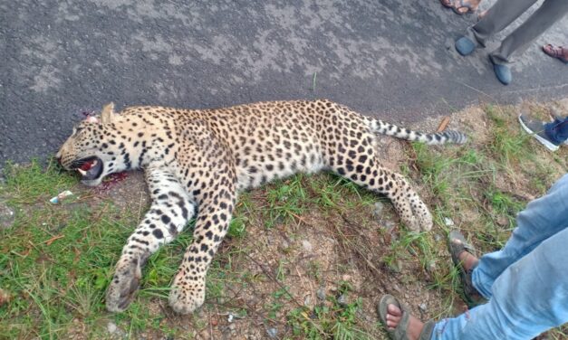 ಬೆಂಗಳೂರು- ಮೈಸೂರು ಬೈಪಾಸ್; ಅಪರಿಚಿತ ವಾಹನ ಡಿಕ್ಕಿಯಿಂದ ಚಿರತೆ ಸಾವು