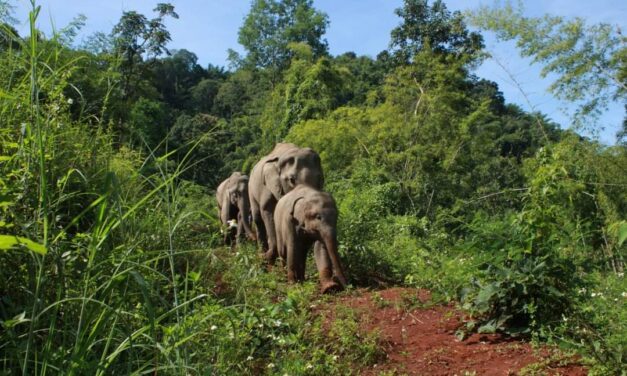 ಕಾಡಾನೆ ದಾಳಿಗೆ ಮಹಿಳೆ ಬಲಿ; ಮೂರು ಕಾಡಾನೆ ಸೆರೆಹಿಡಿಯಲು ಆದೇಶ