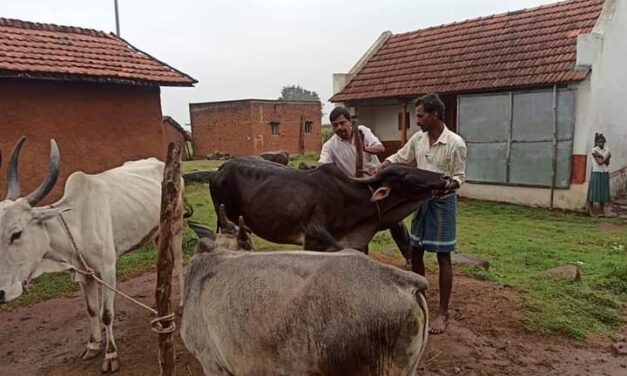 ಜಾನುವಾರುಗಳ ಚರ್ಮದ ಗಂಟು ರೋಗಕ್ಕೆ ಕೆಎಸ್‌ಆರ್‌ಡಿಪಿಆರ್ ವಿವಿಯಿಂದ ಉಚಿತ ಔಷಧಿ