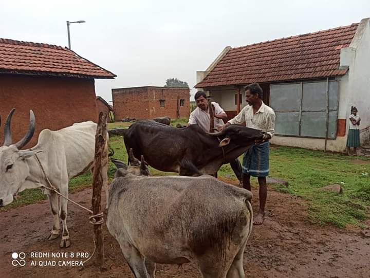 ಜಾನುವಾರುಗಳ ಚರ್ಮದ ಗಂಟು ರೋಗಕ್ಕೆ ಕೆಎಸ್‌ಆರ್‌ಡಿಪಿಆರ್ ವಿವಿಯಿಂದ ಉಚಿತ ಔಷಧಿ