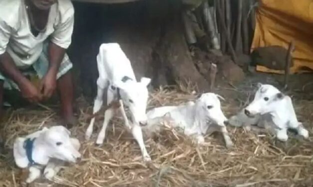 ಏಕಕಾಲದಲ್ಲಿ ನಾಲ್ಕು ಕರುಗಳಿಗೆ ಜನ್ಮ‌ ನೀಡಿದ ಹಸು
