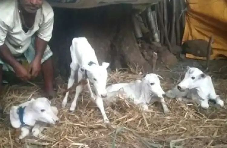 ಏಕಕಾಲದಲ್ಲಿ ನಾಲ್ಕು ಕರುಗಳಿಗೆ ಜನ್ಮ‌ ನೀಡಿದ ಹಸು