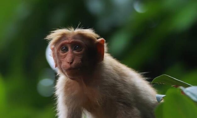 2023ರ ಮೊದಲ ಮಂಗನಕಾಯಿಲೆ ಪತ್ತೆ; ಮಲೆನಾಡಿನಲ್ಲಿ ಹೆಚ್ಚಿದ ಭೀತಿ