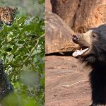 ಚಿರತೆ-ಕರಡಿಗಳ ಹಾವಳಿಗೆ ತತ್ತರಿಸಿದ ಅನ್ನದಾತರು, ರಾತ್ರಿ ಕಾವಲಿಗೆ ಪಂಜಿನ ಮೊರೆ