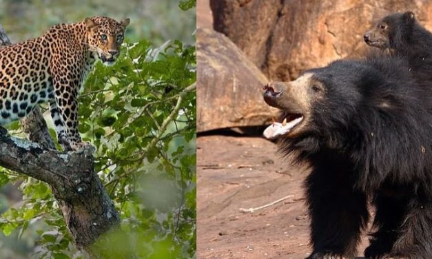 ಚಿರತೆ-ಕರಡಿಗಳ ಹಾವಳಿಗೆ ತತ್ತರಿಸಿದ ಅನ್ನದಾತರು, ರಾತ್ರಿ ಕಾವಲಿಗೆ ಪಂಜಿನ ಮೊರೆ