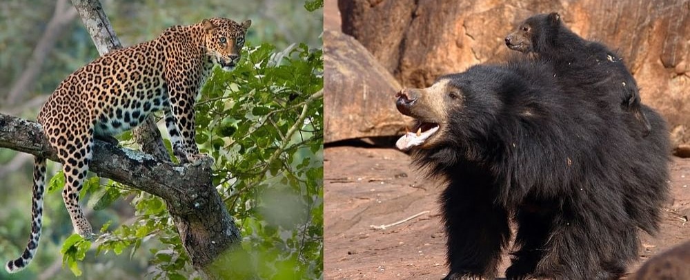 ಚಿರತೆ-ಕರಡಿಗಳ ಹಾವಳಿಗೆ ತತ್ತರಿಸಿದ ಅನ್ನದಾತರು, ರಾತ್ರಿ ಕಾವಲಿಗೆ ಪಂಜಿನ ಮೊರೆ