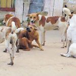 ಬೀದಿ ನಾಯಿಗಳ ಕಾಟಕ್ಕೆ ಬೇಸತ್ತು ಲೋಕಾಯುಕ್ತರಿಗೆ ದೂರು!