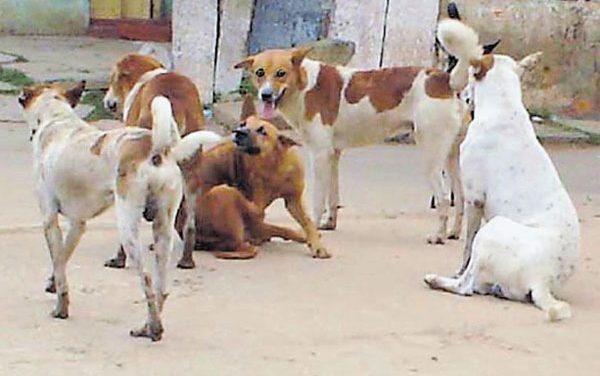 ಬೀದಿ ನಾಯಿಗಳ ಕಾಟಕ್ಕೆ ಬೇಸತ್ತು ಲೋಕಾಯುಕ್ತರಿಗೆ ದೂರು!
