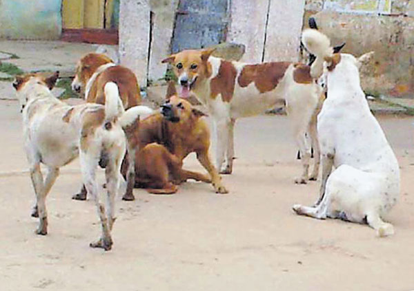 ಬೀದಿ ನಾಯಿಗಳ ಕಾಟಕ್ಕೆ ಬೇಸತ್ತು ಲೋಕಾಯುಕ್ತರಿಗೆ ದೂರು!