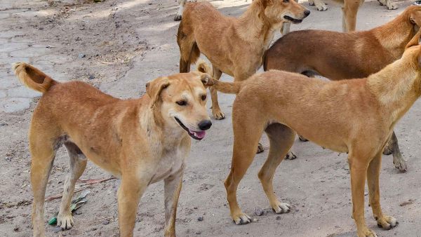 ಬೀದಿ ನಾಯಿ ದಾಳಿಗೆ ಮಹಿಳೆ ಬಲಿ!